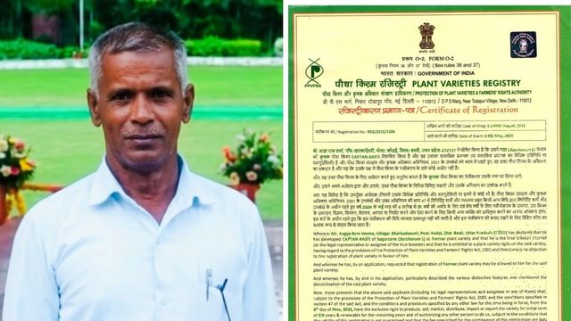बस्ती के किसान ने पेटेंट कराई गन्ने की नई उन्नत किस्म, 11 साल की मेहनत के बाद मिला सर्टिफिकेट