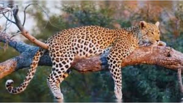 Leopard Behavior : इंसानों से डरता है तेंदुआ और शाम को करता है शिकार, दहशत के बीच वन विभाग ने खोले कई बड़े राज
