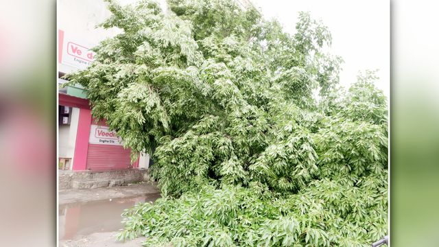 बदायूं में कुदरत का कहर: आंधी में टेंपो पर गिरा 50 साल पुराना पेड़, 23 साल की शबा की दर्दनाक मौत
