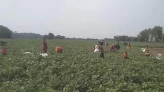 बांका के शंभूगंज में मूंग की बंपर फसल से किसानों के खिले चेहरे, 662 एकड़ में चल रही फलियों की तुड़ाई; कृषि अधिकारी ने बताए बड़े फायदे