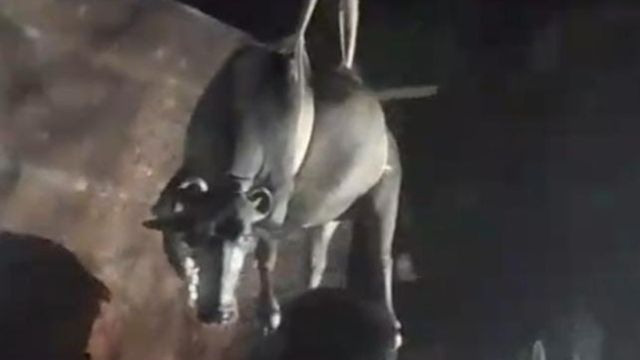 एटा में मकान क छत पर चढ़ी भैंस, रात भर चला रेस्क्यू ऑपरेशन; क्रेन की मदद से उतारी गई
