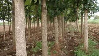 सागौन के पेड़।