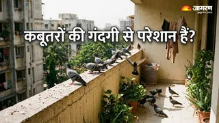 अब कबूतर नहीं करेंगे आपकी बालकनी को गंदा! (Image Source: AI-Generated)