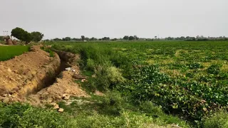 कैराना स्थित मामौर झील। जागरण