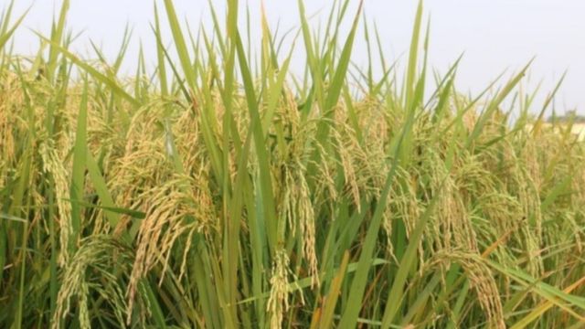 Sabour Harshit Rice: बिना पानी के भी लहलहाएगी धान की फसल! BAU की इस नई खोज ने किसानों की करा दी चांदी
