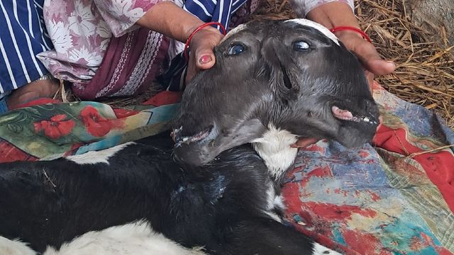 उत्तराखंड में जन्मी दो मुंह वाली अनोखी बछिया, हैं चार आंखें और तीन कान
