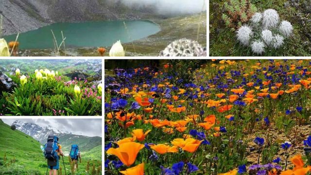उत्तराखंड की चेनाप घाटी: जहां कुदरत सजाती है 400 से अधिक प्रजातियों के दुर्लभ फूलों की क्यारियां