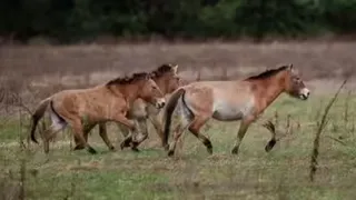 चीनी घोड़ा, अमेरिका और यूरोप तक कैसे पहुंचा? (प्रतीकात्मक फोटो)