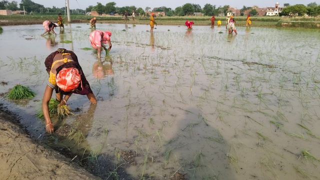 एक खेत से तीन फसल; कैमूर के क‍िसान ने यूपी से तकनीक सीख क‍िया कमाल, सुगंध‍ित सोनाचूर धान से लाखों की कमाई
