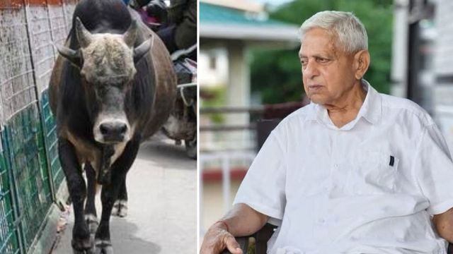 सेना के रिटायर्ड अधिकारी की सांड के हमले में मौत, 11 दिन पहले भवारना में बैंक के बाहर किया था लहूलुहान