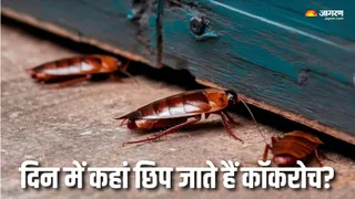 कॉकरोचों ने मचा रखा है घर में आतंक? (Picture Courtesy: Freepik)