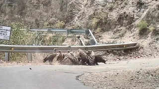 तुनखाल के पास में शिकार खाता गिद्धों का झुंड। क्षेत्रवासी