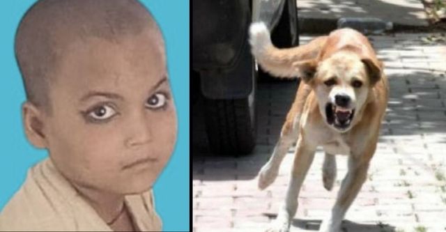 लापरवाही पड़ी भारी; इटावा में कुत्ते के काटने के 45 दिन बाद 6 साल की मासूम की तड़प-तड़पकर मौत, नहीं लगी थी एंटी-रेबीज वैक्सीन
