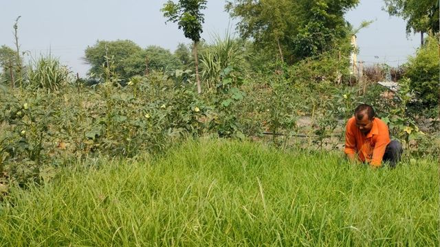 'गरीबों का अनाज' मडुआ बना 'सुपर फूड', सारण के किसानों की चमका रहा किस्मत

