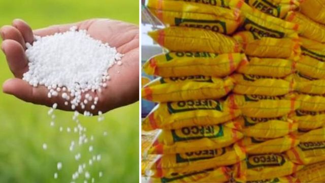 हिमाचल के किसानों के लिए राहत: 1600 मीट्रिक टन यूरिया की खेप पहुंची, ऊना समेत 5 जिलों में होगा वितरण

