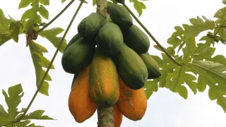 पपीते की खेती से मधेपुरा के किसान ने बदली अपनी किस्मत