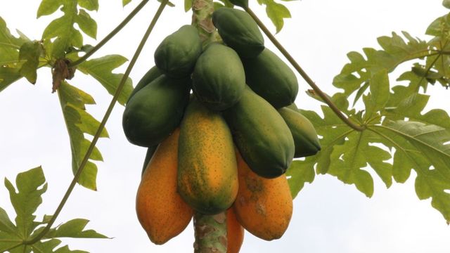 50 हजार की लागत, लाखों का मुनाफा: पपीते की खेती से मधेपुरा के किसान ने बदली अपनी किस्मत
