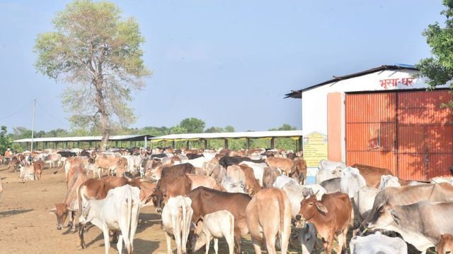 मॉल या पार्क नहीं, अब गोशालाओं में मनाएं वीकेंड; पिकनिक स्पॉट के रूप में किया जाएगा विकसित
