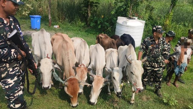 भारत-नेपाल सीमा पर 16.5 किलो गांजा और नेपाली बाइक जब्त, 9 बैलों के साथ एक युवक गिरफ्तार
