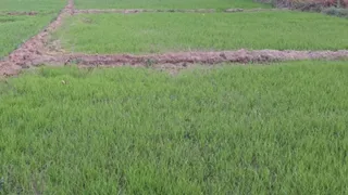 कटिहार जिले में मानसून की बेरुखी से सूखने लगी धान की नर्सरी, रोपनी पर संकट