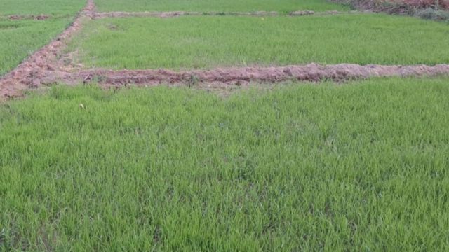 कटिहार जिले में मानसून की बेरुखी से सूखने लगी धान की नर्सरी, रोपनी पर संकट
