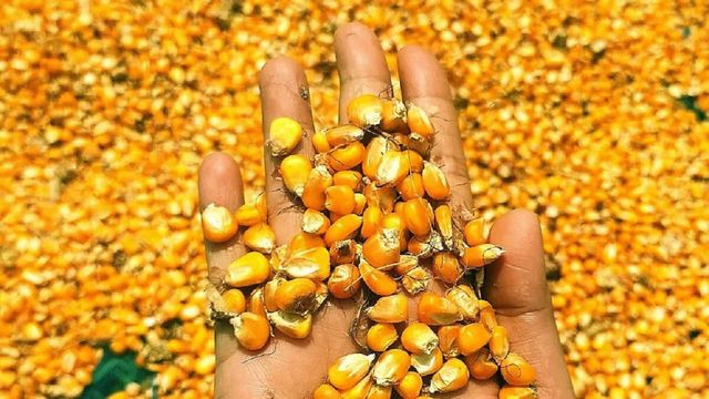 झारखंड में MSP पर मक्का खरीद नहीं, किसान औने-पौने दाम पर बेचने को मजबूर