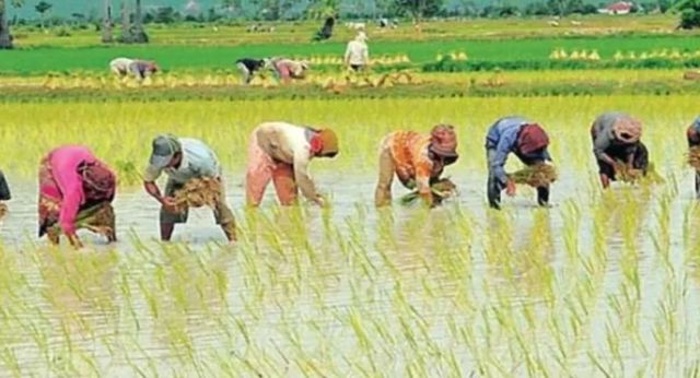 धान रोपाई के लिए निगम का बड़ा फैसला, हरियाणा के 8 जिलों में रोजाना मिलेगी 8 घंटे थ्री-फेज बिजली
