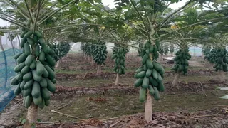पपीते की खेती से किसानों की चमक जाएगी किस्मत।