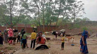 वज्रपात से कौशांबी में गायों व मोर की मौत के बाद जुटे ग्रामीण। जागरण