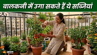 किचन गार्डनिंग से उगाएं केमिकल-फ्री ताजी सब्जियां (AI Generated Image)