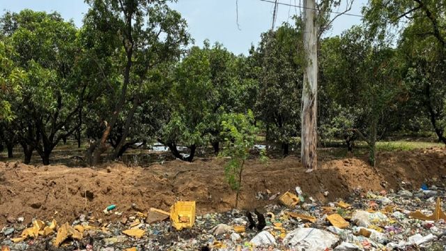 बुलंदशहर में प्रदूषित पानी की निकासी न होने से उजड़ रहा बाग, सूख रहे फलदार पेड़; जिम्मेदार मौन