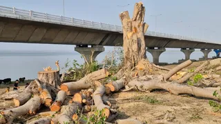 सड़क निर्माण के लिए गंगा किनारे कटे दो दर्जन से अधिक पेड़