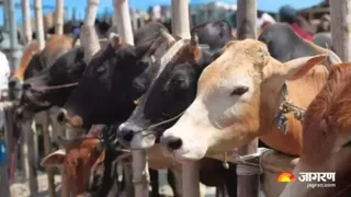 सांकेतिक तस्वीर