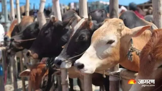 अब पशु की अचानक मौत पर नहीं होगा नुकसान, मात्र ₹289 में पाएं ₹50,000 का सुरक्षा कवच
