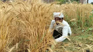सांकेतिक तस्वीर।