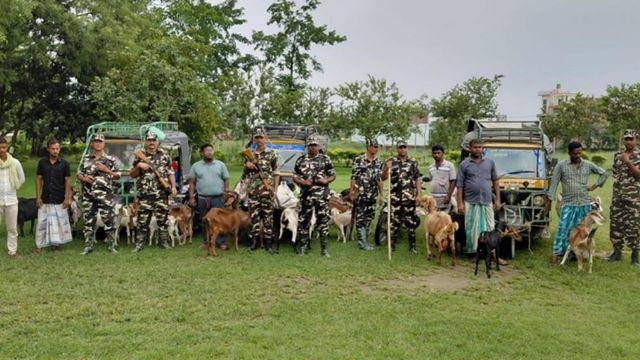 नेपाल से तस्करी कर लाई जा रही 70 बकरियां जब्त, SSB की ने 7 तस्करों को किया गिरफ्तार
