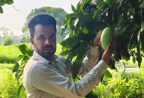 थाइलैंड प्रजाति के आम को दिखाते नर्सरी संचालक मुस्तफीज खान। जागरण