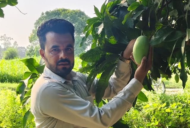 Thailand Mango: आठ फीट का पेड़, सालभर आम की बहार, घर के किचन गार्डन और छत पर गमले में लगाएं यह प्रजाति