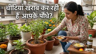 गमलों की मिट्टी से चींटियों को दूर रखने के 5 देसी उपाय (Image Source: AI-Generated)
