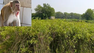 नर्सरी में तैयार किए गए पौधे, बंदर का फाइल फोटो। जागरण