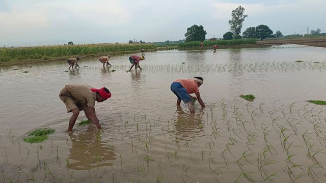 यमुनानगर में बादलों ने रोकी गर्मी की रफ्तार, वर्षा से मिलेगी राहत; धान रोपाई के लिए अनुकूल मौसम
