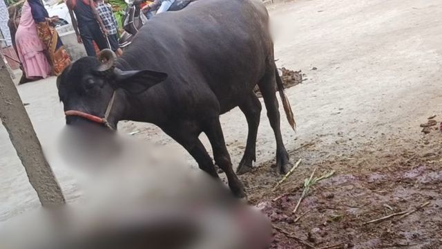 चारा खाते समय हुआ धमाका; बेगूसराय में बम विस्फोट में भैंस का मुंह बुरी तरह फटा