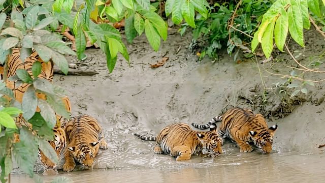 Pilibhit Tiger Reserve: 10 शावकों के दीदार और कमाई के टूटे रिकॉर्ड के साथ बंद हुआ पीटीआर, सैलानियों ने की जमकर सैर
