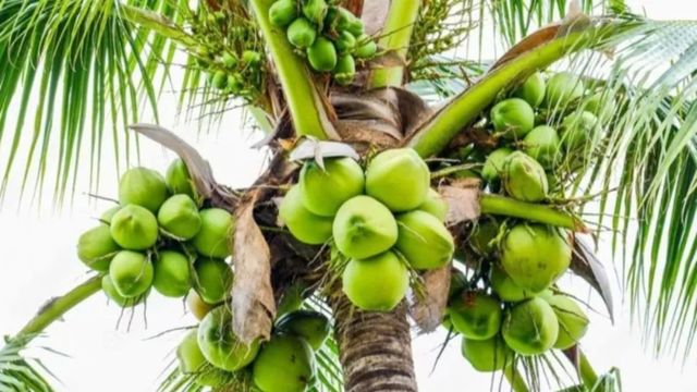 बिहार में नारियल की खेती पर 75% सब्सिडी, कैसे उठाएं सरकारी योजना का लाभ?
