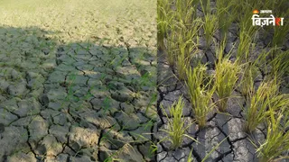 अलनीनो के चलते घटा बुवाई का रकबा
