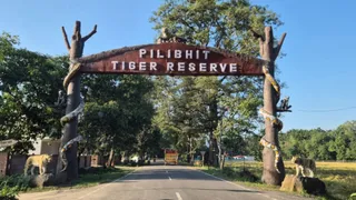 पीलीभीत टाइगर रिजर्व।