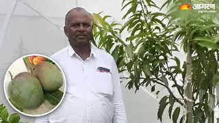 आम के पेड़ को दिखाता किसान