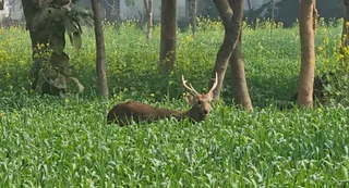 मरहा गांव में खेत में विचरण करता पाढा प्रजाति का हिरण।- फाइल फोटो