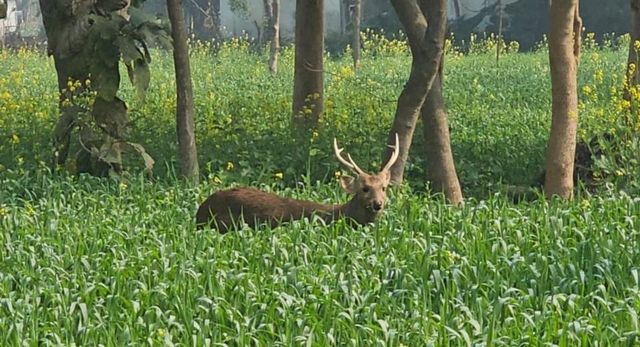 असुरक्षित हैं हिरण, बस्ती में संरक्षण के नहीं हैं इंतजाम