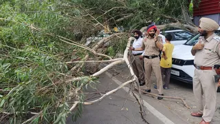 जालंधर में अदालत के बाहर गिरा पेड़।